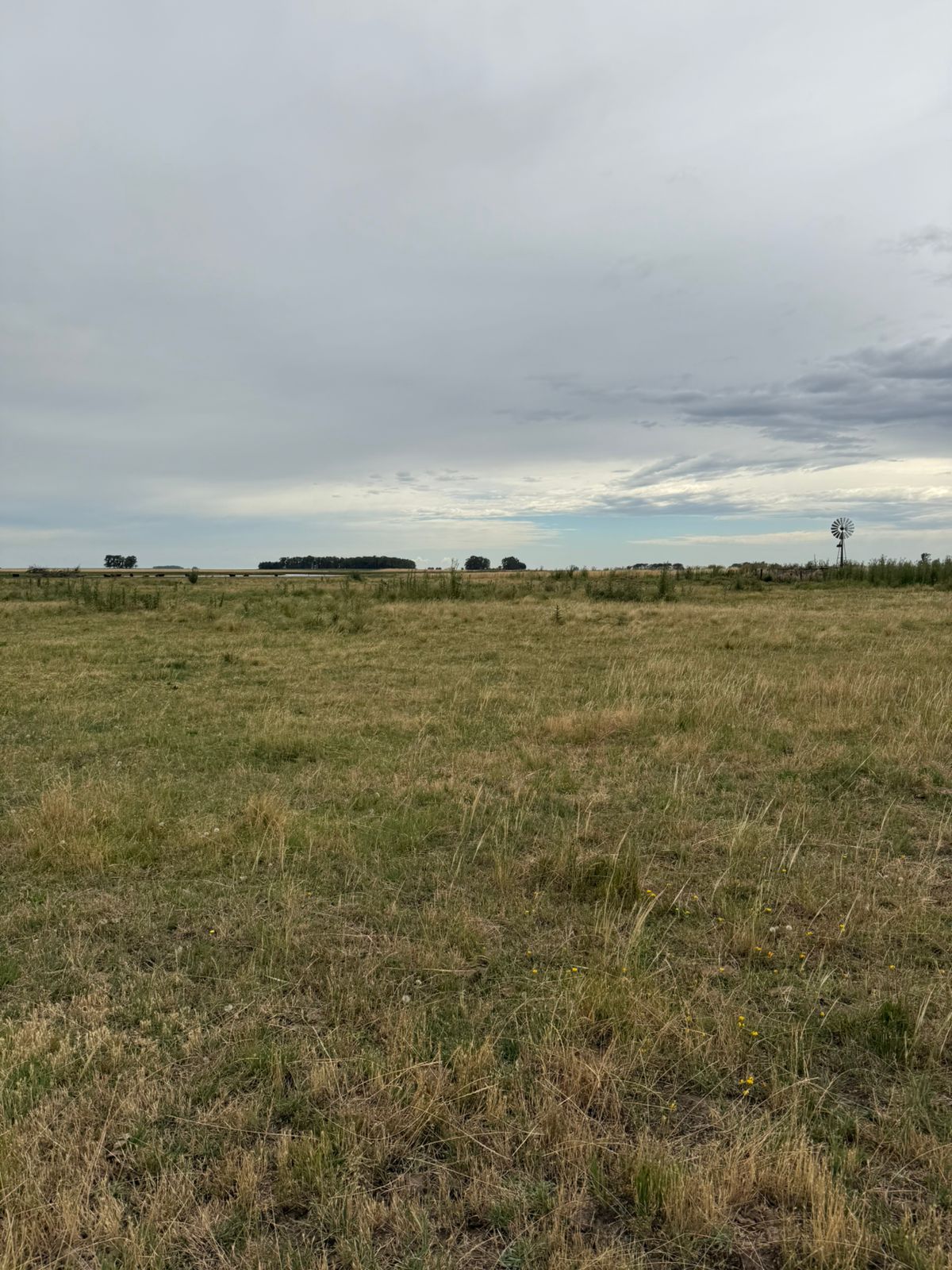 CAMPO 302 HECTÁREAS
